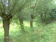 Previous image